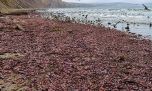 La extraña especie que apareció en la costa de Chubut y que es un manjar