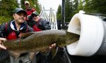 Disparan salmones por tubos neumáticos para salvar su migración en los ríos