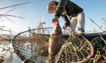 La carpa asiática invade Sudamérica y proponen frenarla con barreras eléctricas