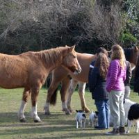 Cómo la manera de expresar nuestro afecto puede alejar al caballo