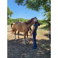 Cómo la manera de expresar nuestro afecto puede alejar al caballo