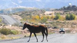 1905_caballos