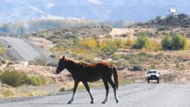 El objetivo primordial es implementar un relevamiento sistemático y georreferenciado sobre la mortandad de animales en accidentes viales.
