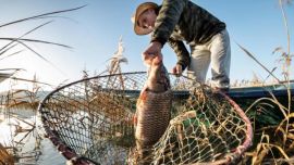 La especie fue introducida originalmente en distintos países con fines productivos. Se utilizaron para acuicultura, control biológico de algas y también para actividades recreativas vinculadas a la pesca deportiva.