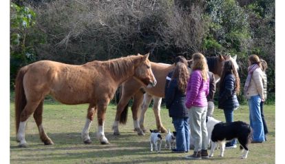 Cómo la manera de expresar nuestro afecto puede alejar al caballo