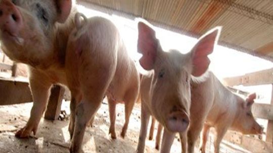 Sector porcino en auge: “La carne de cerdo fue una estrella por el precio de la carne vacuna”