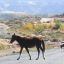 1905_caballos