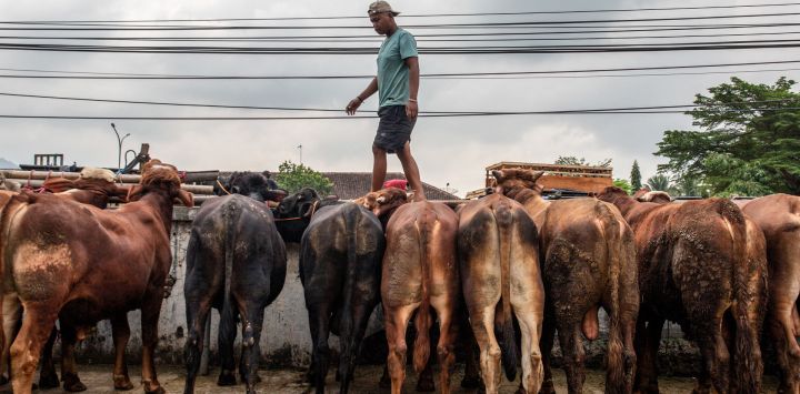 Un vendedor vigila su ganado en un mercado ganadero antes del Eid al-Adha, la festividad musulmana que conmemora la disposición del profeta Abraham a sacrificar a su hijo en obediencia a Dios, en Ambarawa, Java Central, Indonesia.