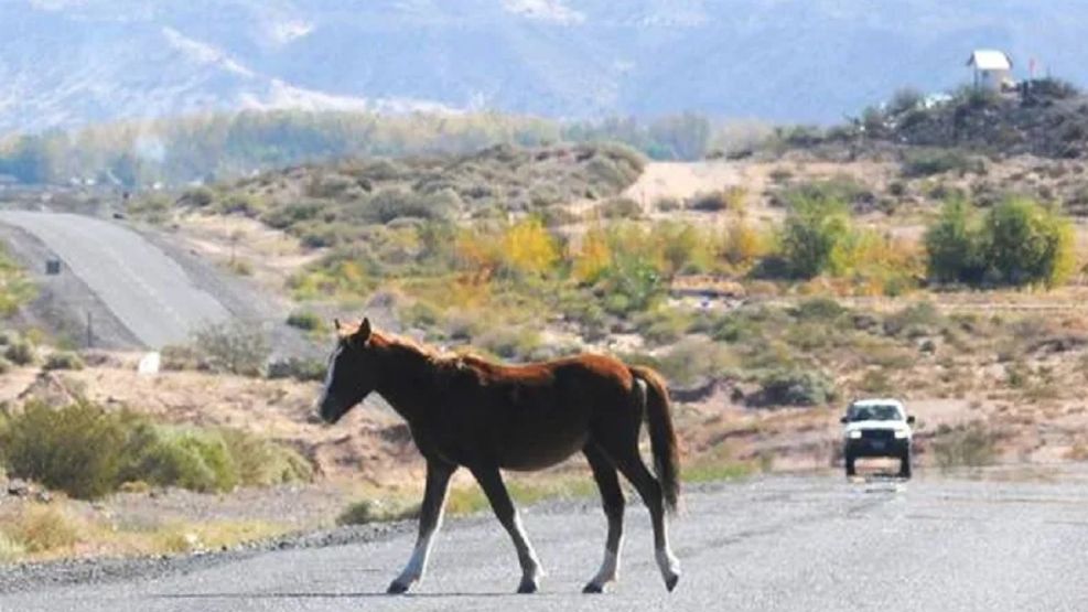 1905_caballos