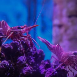 Las autoridades identificaron un total de 102 especies marinas distintas.