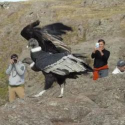 Uno de los dos ejemplares liberados en la Quebrada del Condorito.