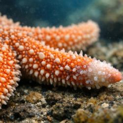 Entre las especies rescatadas había estrellas marinas. 