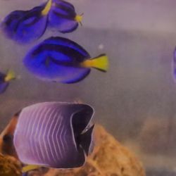 Fueron necesarias 28 horas de operativo para decomisar el cargamento de invertebrados y peces tropicales que llegó desde Kenia con destino al circuito de venta ilegal.