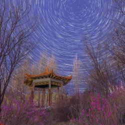 Imagen compuesta de flores de azalea bajo un cielo estrellado, en el distrito de Yimei de Yichun, en la provincia de Heilongjiang, en el noreste de China. Heilongjiang, la provincia más septentrional de China, ha recibido recientemente un espectáculo de cielo estrellado extendiéndose sobre flores en floración. | Foto:Xinhua/Li Jiaxing