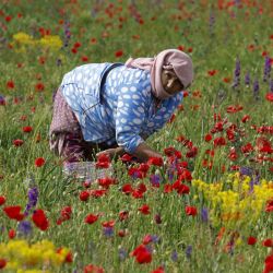 Un trabajador recoge flores de un campo en Timahdite, en la provincia de Ifrane, Marruecos. | Foto:Abdel Majid Bziouat / AFP