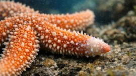 Entre las especies rescatadas había estrellas marinas.
