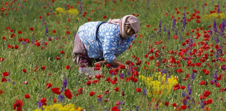 Un trabajador recoge flores de un campo en Timahdite, en la provincia de Ifrane, Marruecos.