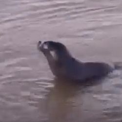 El ejemplar fue visto mientras nadaba cerca de la costa quilmeña.