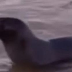 Especialistas señalan que estos animales suelen adentrarse en el estuario empujados por el frío o persiguiendo bancos de peces.