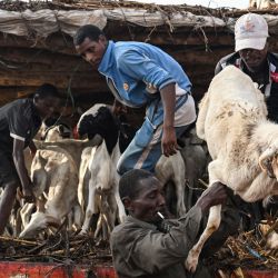 Pastores descargan ovejas de un camión en el Parque Ganadero de Anyama, donde se vende ganado antes del Eid al-Adha, la Fiesta del Sacrificio musulmana. | Foto:Issouf Sanogo / AFP