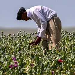 Un agricultor afgano recolecta savia de amapolas en un campo en las afueras del distrito de Faizabad, en la provincia de Badakhshan. | Foto:OMER ABRAR / AFP