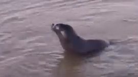 El ejemplar fue visto mientras nadaba cerca de la costa quilmeña.