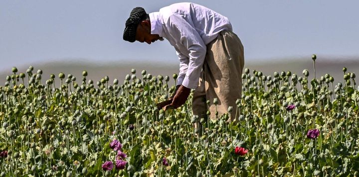 Un agricultor afgano recolecta savia de amapolas en un campo en las afueras del distrito de Faizabad, en la provincia de Badakhshan.