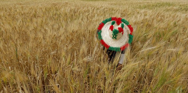 Un agricultor trabaja en su campo de trigo en la región de Sebt Marchouch, Marruecos. En toda la región rural de Marchouch, a unos 70 kilómetros al sur de Rabat, los paisajes que habían estado áridos durante mucho tiempo han vuelto a reverdecer y los agricultores han retomado sus labores agrícolas.