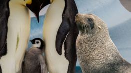 2205_pingüinos y lobos marinos