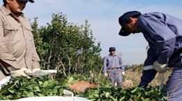 Los productores yerbateros 21052026