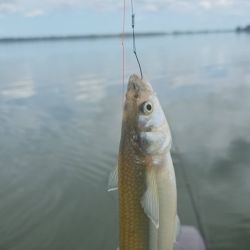 Si el nivel de agua se mantiene como ahora, los próximos meses tendremos otro espejo bonaerense agendado para una escapada al pejerrey, en una temporada que promete seguir entregando buenas noticias para los amantes de la pesca.