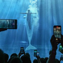 Imagen de personas observando la presentación de una ballena beluga en el acuario de Atlantis Sanya, en Sanya, en la provincia de Hainan, en el sur de China. Como referente en la cultura y el turismo marino en el Puerto de Libre Comercio de Hainan, el acuario de Atlantis Sanya se centra en la cría de especies marinas, exposiciones y educación, atrayendo a un gran número de visitantes nacionales y extranjeros para explorarlo. | Foto:Xinhua/Pu Xiaoxu