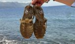Las sandalias jelly vuelven en 2026 y se convierten en el calzado más inesperado del próximo verano