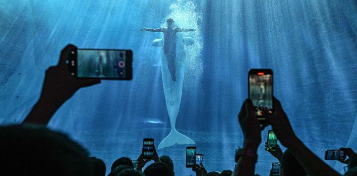 Imagen de personas observando la presentación de una ballena beluga en el acuario de Atlantis Sanya, en Sanya, en la provincia de Hainan, en el sur de China. Como referente en la cultura y el turismo marino en el Puerto de Libre Comercio de Hainan, el acuario de Atlantis Sanya se centra en la cría de especies marinas, exposiciones y educación, atrayendo a un gran número de visitantes nacionales y extranjeros para explorarlo.