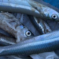 Hacia el sur estuvieron dirigidas la mayoría de las miradas, tal como se esperaba, aunque también el pique se hizo presente en la zona céntrica, con puntos altos en el tradicional muelle de pescadores de Miramar, muy concurrido durante todo el fin de semana. En dirección a Necochea, Mar del Sur pagó bien.