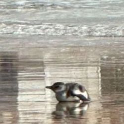 El pingüino de Magallanes sorprendió a los turistas marplatenses.