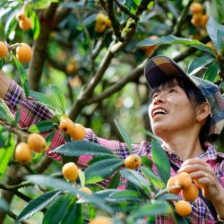 Imagen de una agricultora recolectando nísperos, en la aldea de Zhangtan del distrito de Shexian, en la provincia de Anhui, en el este de China. El cultivo de nísperos en las aldeas de Zhangtan, Miantan, y Yuetan del distrito de Shexian se remonta a más de 800 años y sigue siendo una actividad emblemática que contribuye al sustento de la población local. | Foto:Xinhua/Shi Yalei