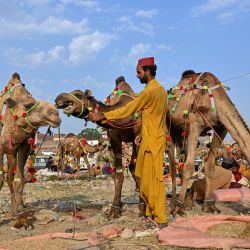 Un pastor se encuentra junto a sus camellos en un mercado de ganado antes de la festividad musulmana de Eid al-Adha en Lahore, Pakistán. | Foto:Arif Ali / AFP