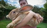 Te presentamos a Herbie, el conejo vivo más viejo del mundo