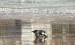 Un pingüino con heridas apareció en la orilla de una playa céntrica de Mar del Plata
