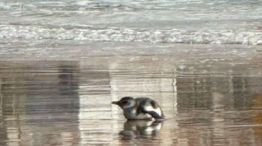 2602_pingüino