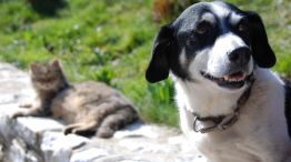 Perros y Gatos 26052026