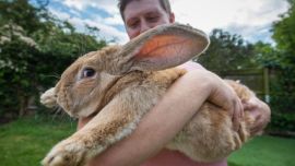 Te presentamos a Herbie, el conejo vivo más viejo del mundo