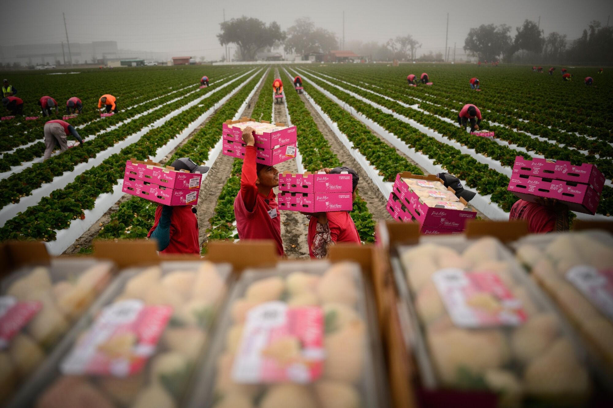 A Florida Strawberry Harvest Following Cold Snap