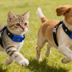 El collar no solo capta sonidos mediante micrófonos, sino que también utiliza sensores de movimiento para evaluar la postura y el lenguaje corporal del animal.