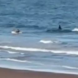 Ballena orca en Golfo San Matías | Foto:CEDOC