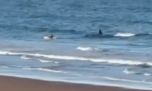 El video viral de una orca demasiado interesada en un kayakista