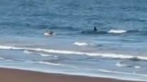 El video viral de una orca demasiado interesada en un kayakista