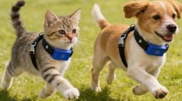 2705_collar inteligente