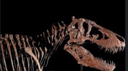 Gus el Tiranosaurio Rex gigante que se subasta en Nueva York 27052026